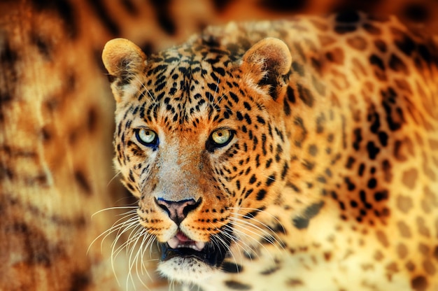 Portrait of a beautiful leopard