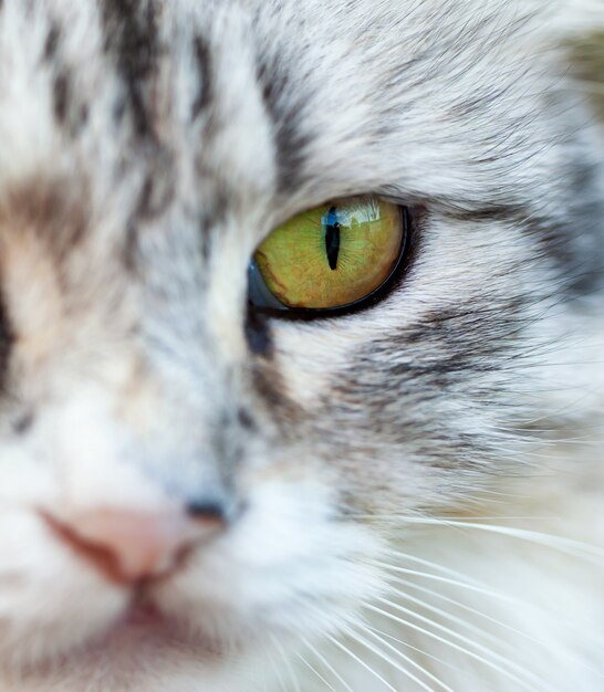 Foto ritratto di un bellissimo gatto dai capelli lunghi