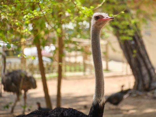 Portrait of beautiful ostrich on a farm