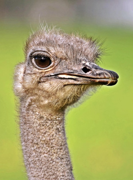 portrait of a beautiful Ostrich