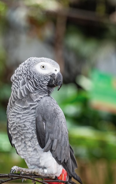 Portrait of a beautiful parrot close up