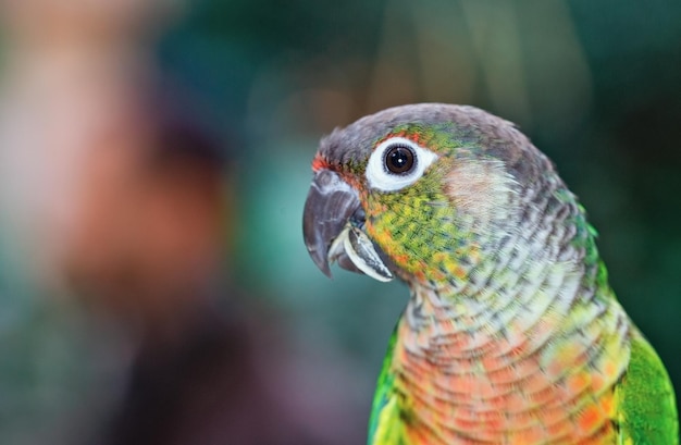 Portrait of a beautiful parrot close up