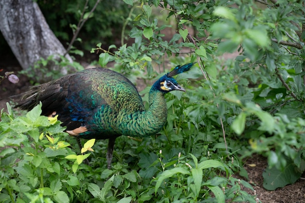 Ritratto di bellissimo pavone con piume in grandi colori metallici pavone indiano o blu pavone maschio dai colori vivaci che si nutre attraverso la foresta del parco il pavone è in grado di volare