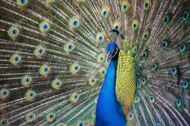 Portrait of beautiful peacock with feathers out