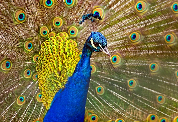 Portrait of beautiful peacock with feathers out