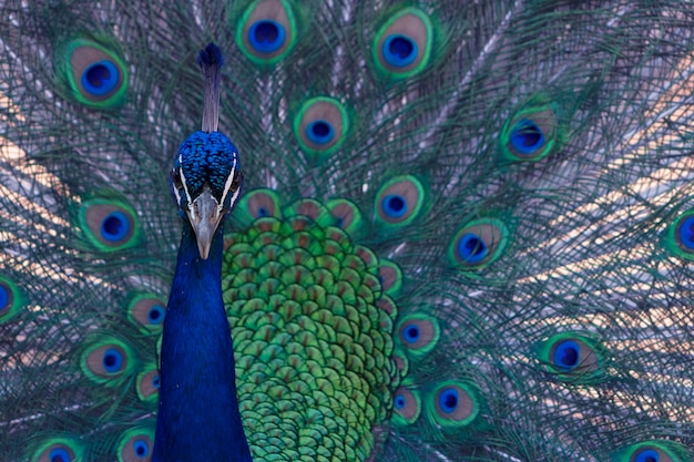 Portrait of beautiful peacock with feathers out