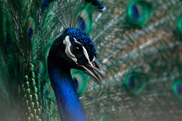 Portrait of beautiful peacock with feathers out