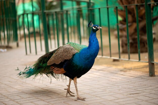 Photo portrait of beautiful peacock with feathers peacock - peafowl posing for tourists islamabad zoo