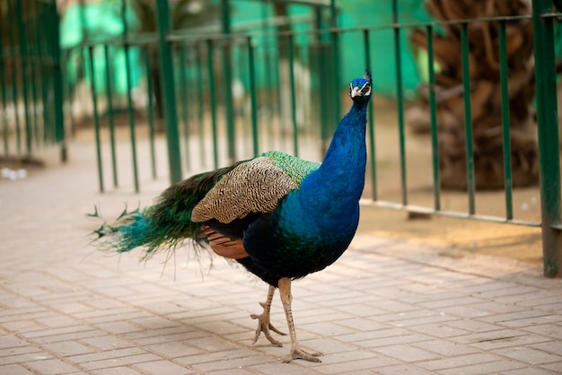 Portrait of beautiful peacock with feathers, Peacock - peafowl posing for tourists Islamabad Zoo