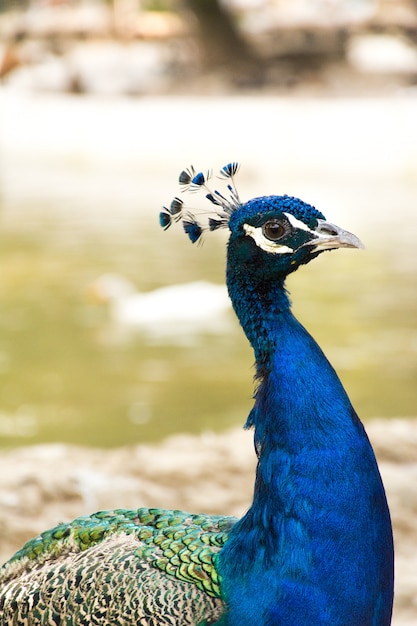 Portrait of a beautiful peacock 