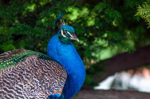 portrait of a beautiful peacock