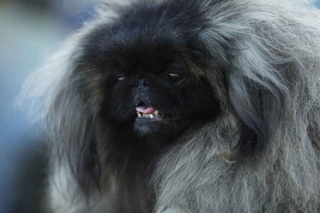 portrait of beautiful pekinese dog. close up