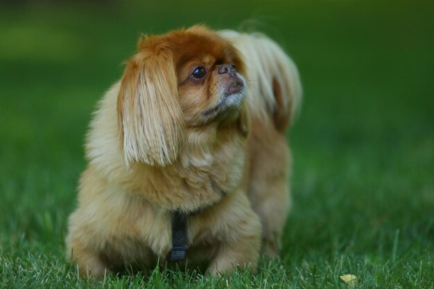 portrait of beautiful pekinese dog. close up
