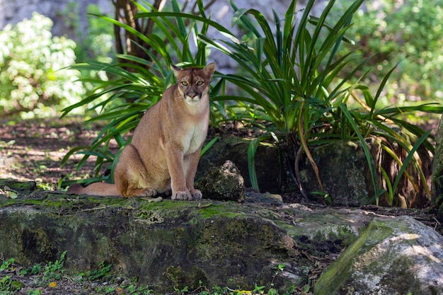 Photo portrait of beautiful puma. cougar, mountain lion, puma, panther, striking pose, scene in the woods