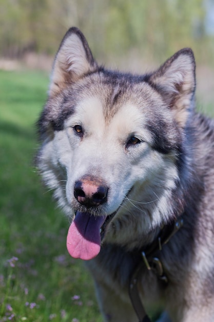 Portrait of a beautiful purebred dog Alaskan Malamute