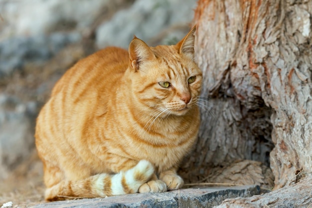 Portrait of a beautiful red cat with green eyes closeup