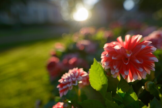 Portrait of beautiful red flowers with white tips against sunlight in nature outdoors