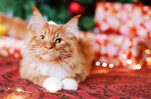 Portrait of a beautiful red Maine Coon cat sitting near a Christmas tree on a festive red blanket. Cute kitten with white paws looks at the camera.