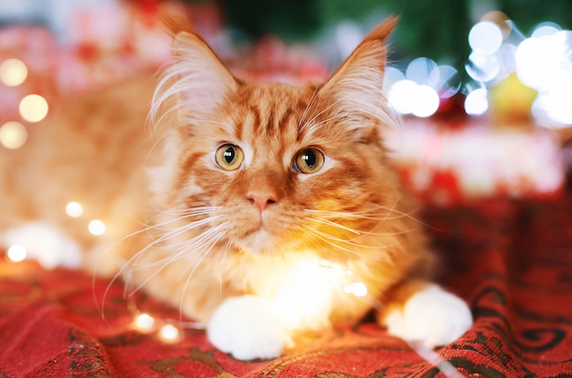 Portrait of a beautiful red Maine Coon cat sitting near a Christmas tree on a festive red blanket