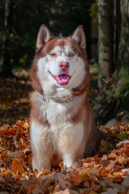 Portrait of a beautiful redhead husky dog