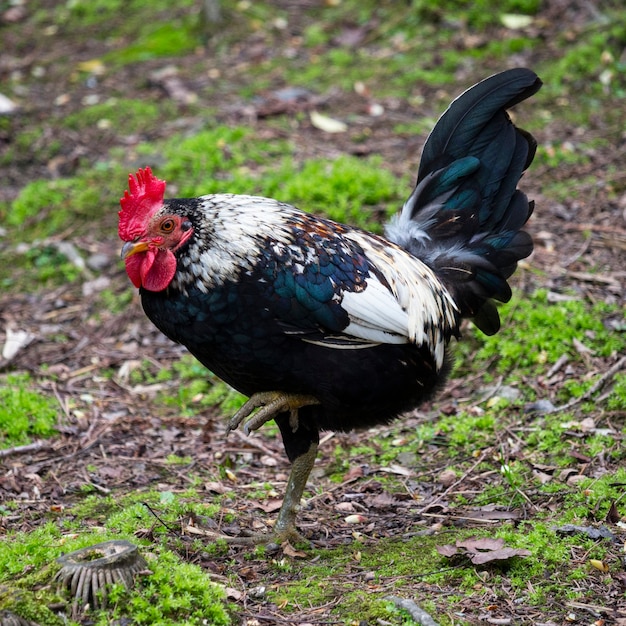 Portrait of Beautiful Rooster on nature background close-up