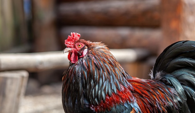 Portrait of a beautiful rooster with a bright red comb. Countryside concept with domestic bird