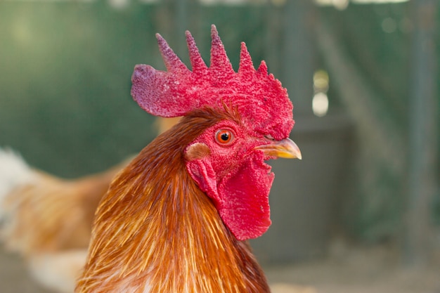 Portrait of a beautiful rooster with a red comb