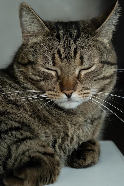 Portrait of a beautiful sleepy cat Vertical photo