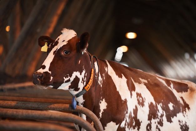 Portrait of beautiful spotted cow looking away while standing in cowshed at organic dairy farm, copy space