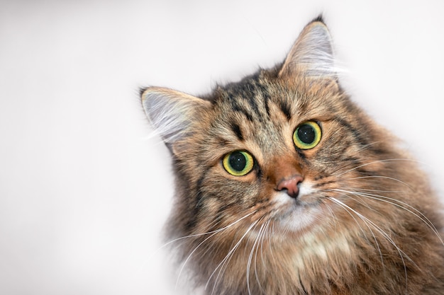 Portrait of a beautiful, striped cat on a light background.