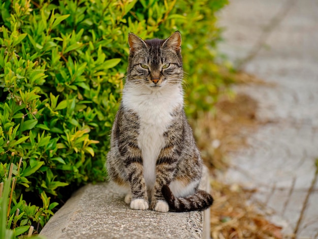 Portrait of beautiful tabby cat