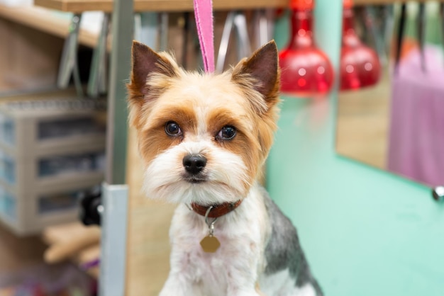 Portrait of a beautiful wellgroomed Yorkshire terrier in the grooming salon on the table closeup