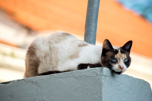 portrait of a beautiful white and brown cat