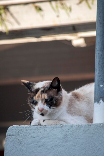 portrait of a beautiful white and brown cat