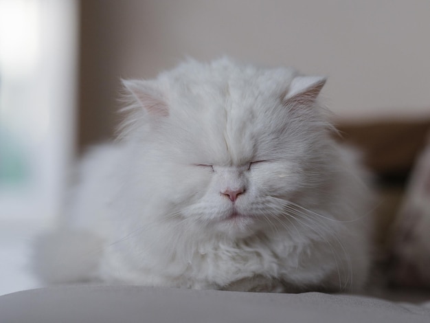 Portrait of beautiful white cat