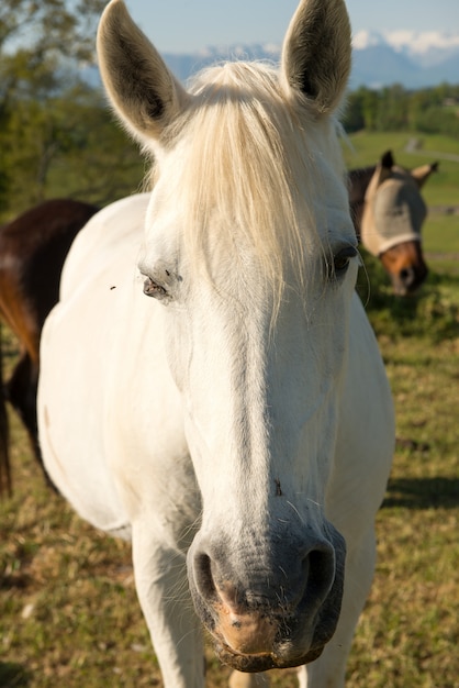 Портрет красивой белой лошади