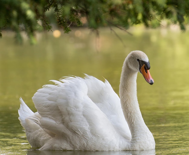 Portrait of a beautiful white swan on the lake.