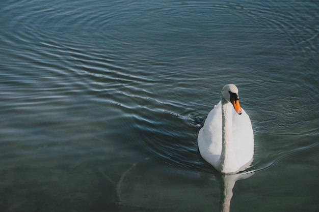 Портрет красивого белого лебедя, плавающего в пруду