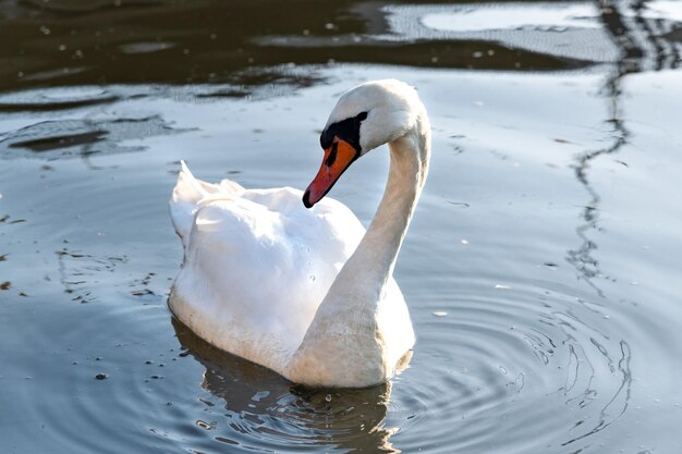 Portrait of a beautiful white swan in the water in closeup