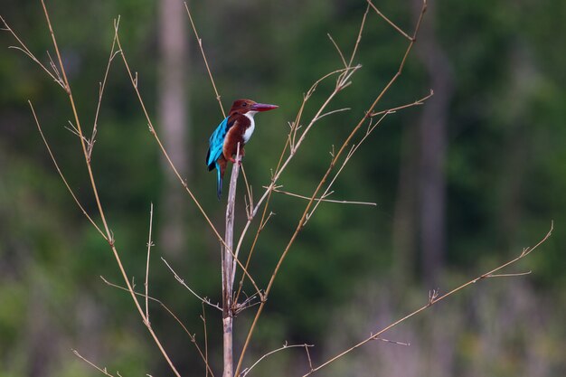 Portrait of beautiful white-throated kingfisher