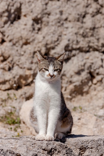 Portrait of a beautiful whitegray cat with green eyes closeup