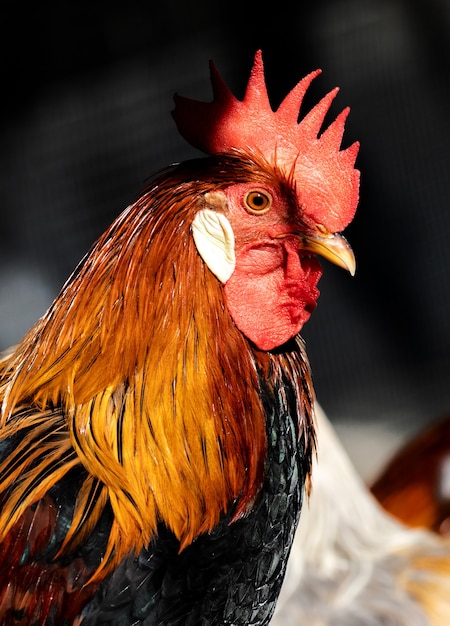 Foto ritratto di un bellissimo gallo selvatico che mostra la cresta di gallo rossa