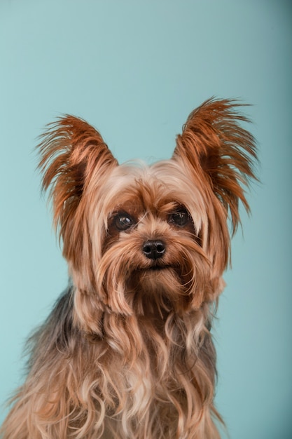 Portrait of beautiful Yorkshire Terrier