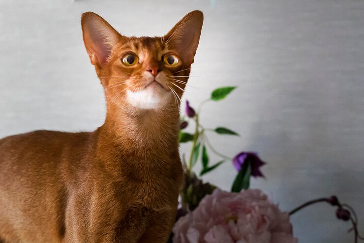 美しい若いアビシニアン猫の肖像画赤い猫のクローズアップ