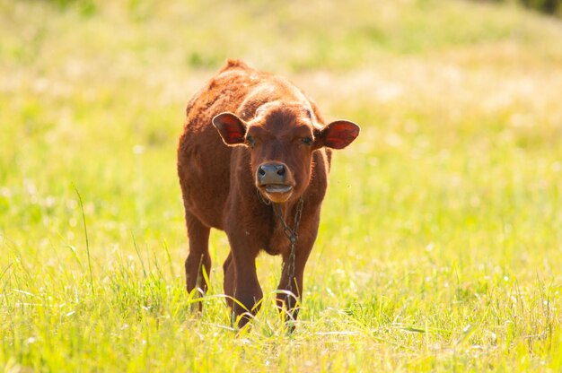 Portrait of a beautiful young bull brown in color standing in a field Cattle