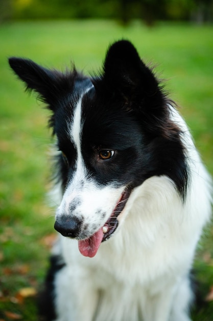 美ボーダーコリーの肖像画。公園の若い犬、秋に芝生で犬を遊ぶビー