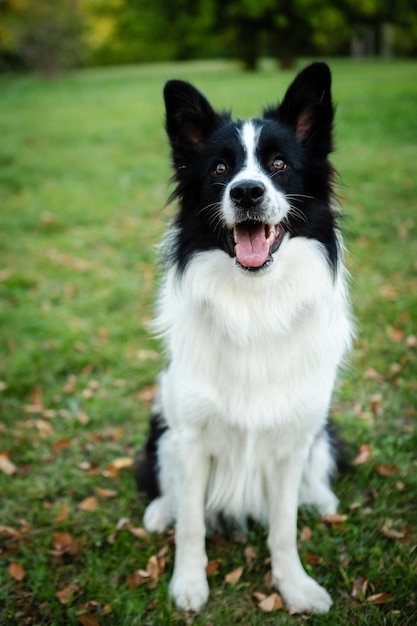 Portrait of beauty border collie. Young dog in the park, playing dog on the grass in the autumn