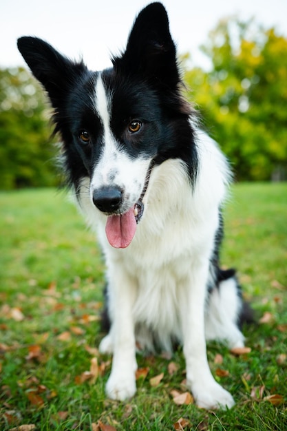 Portrait of beauty border collie. Young dog in the park, playing dog on the grass in the autumn