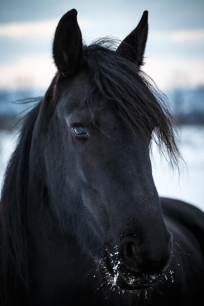 Portrait beauty friesian horse in winter