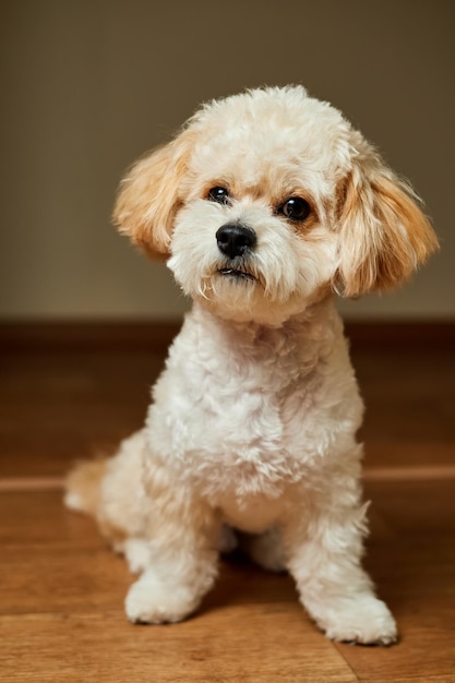 A portrait of beige Maltipoo puppy Adorable Maltese and Poodle mix Puppy